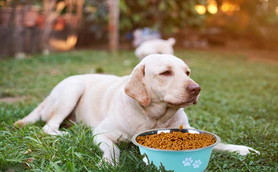 Stainless Steel Feeding Bowls for Dogs