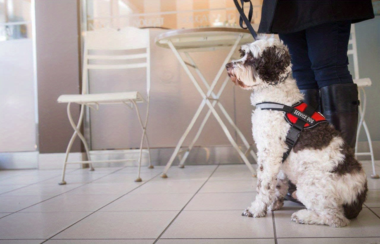 Reflective Dog Vest Harness with Comfortable Mesh Design