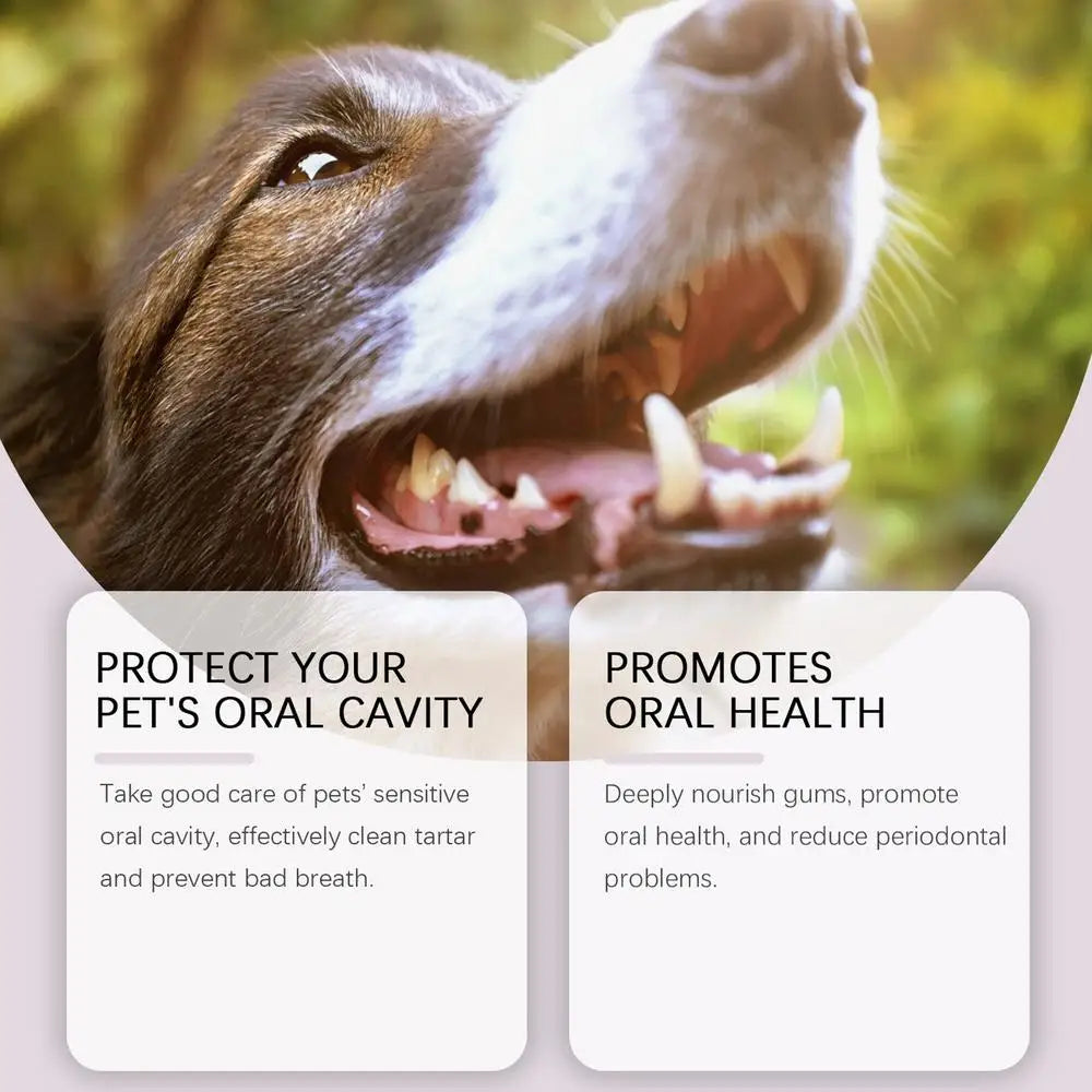 Pet Teeth Cleaning  Dental Pen